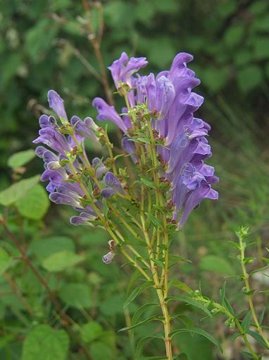 Scutellaria Baicalensis seeds   Chinese Skullcap